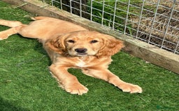 Cocker Spaniel dogs for sale: Working Cocker - Image 8