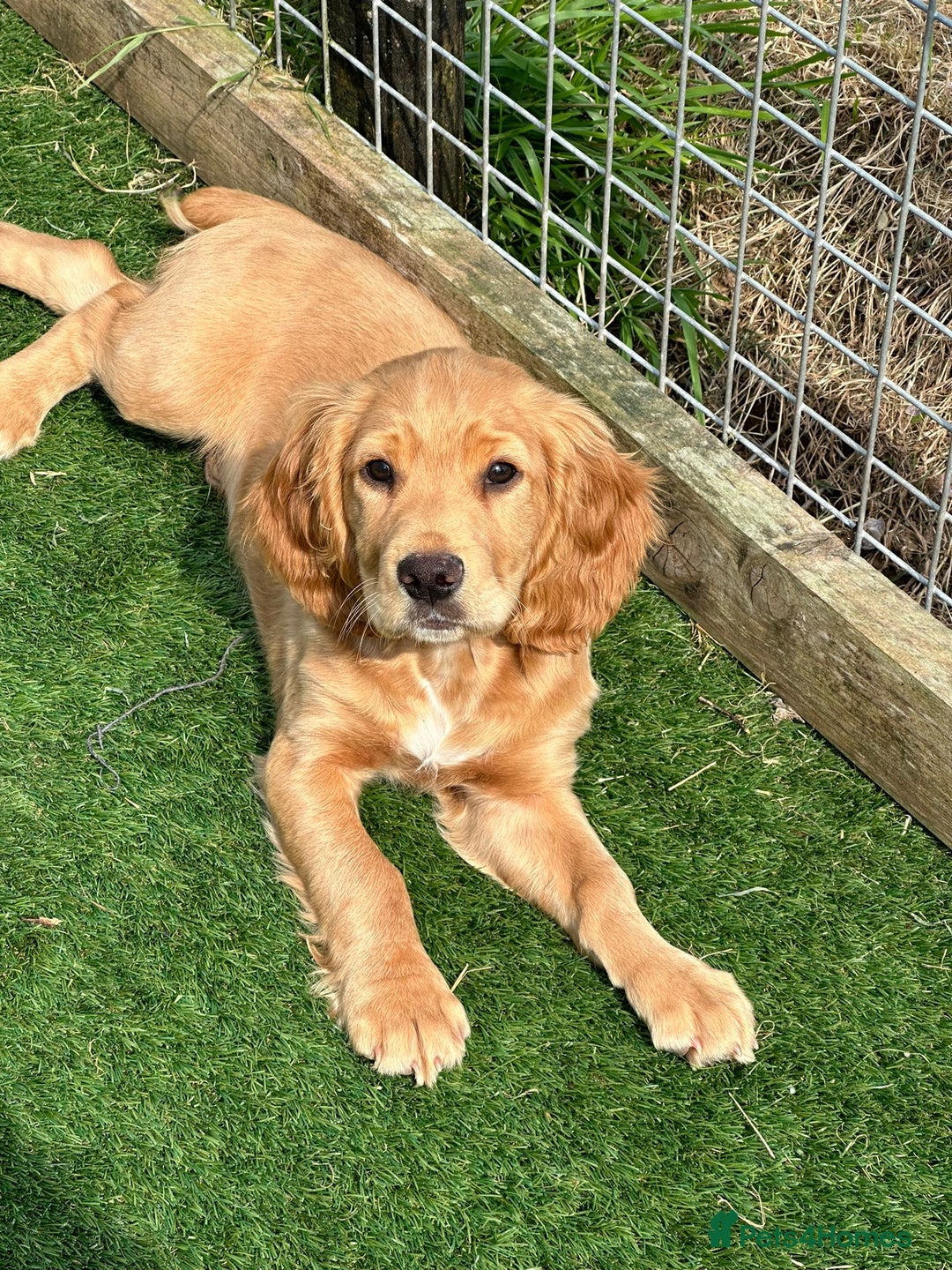 Cocker Spaniel dogs for sale: Working Cocker - Image 8