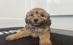 Cavapoochon dogs for sale: Beautiful Cavapoochon puppies for sale  - Image 19