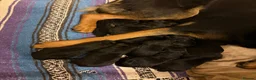 German Shepherd dogs for sale: 🐾 Beautiful German Shepherd Puppies 🐾 - Advert 3