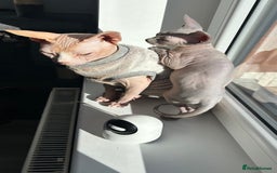 Sphynx cats for sale: Amazing boy. - Image 9