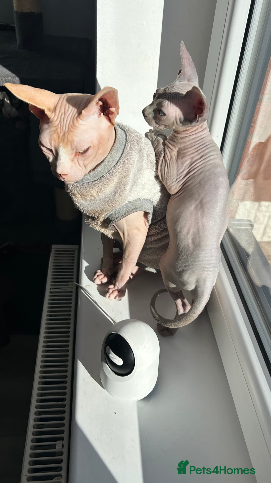 Sphynx cats for sale: Amazing boy. - Image 9