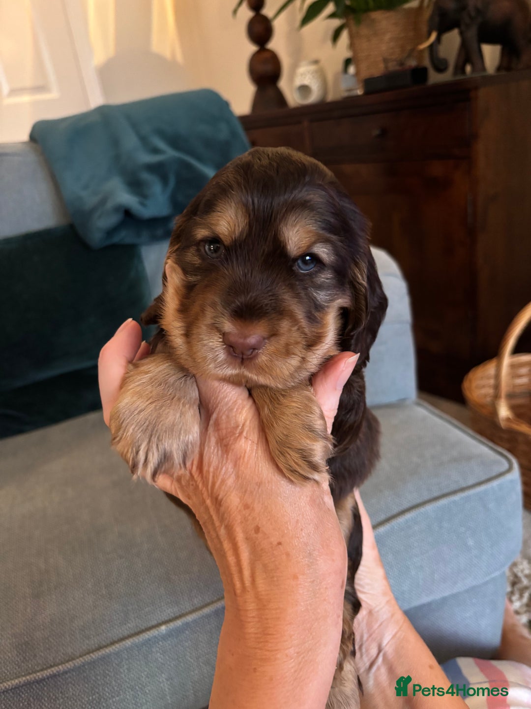 Cocker Spaniel dogs for sale: Outstanding FN clear kc reg cocker spaniel puppies - Image 4