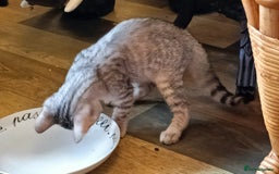 Bengal cats for sale: Bengal Mix Kittens High % Wild Asian Leopard Cat  - Image 26