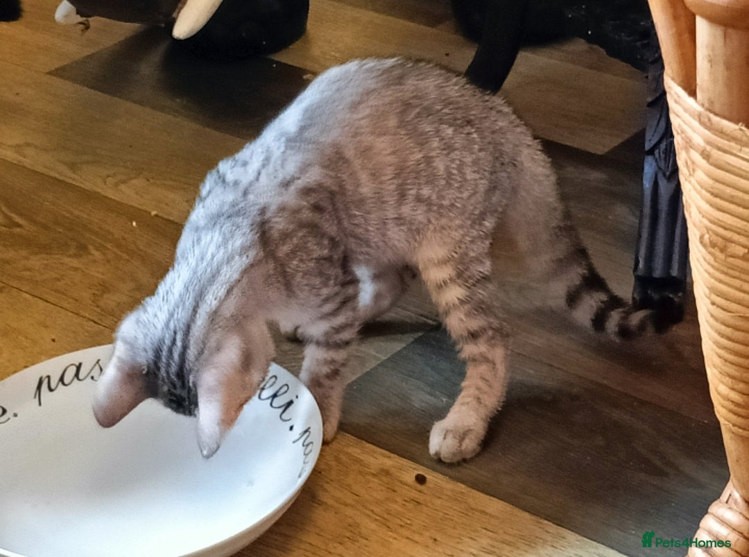 Bengal cats for sale: Bengal Mix Kittens High % Wild Asian Leopard Cat  - Image 26