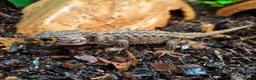 Leopard Gecko reptiles for sale: Various leopard geckos - Advert 5