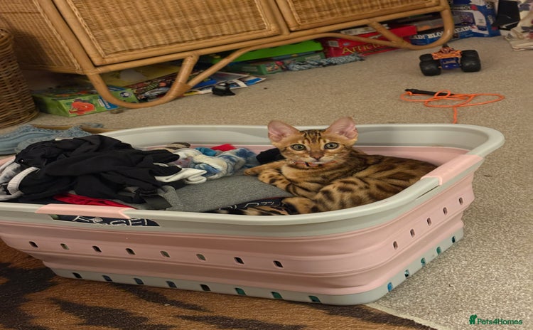 Bengal cats - Advert 8