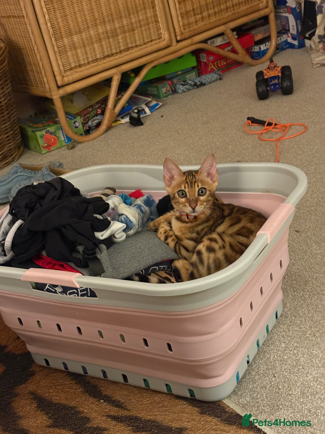 Bengal cats for sale: Beautiful bengal looking for new home - Image 1