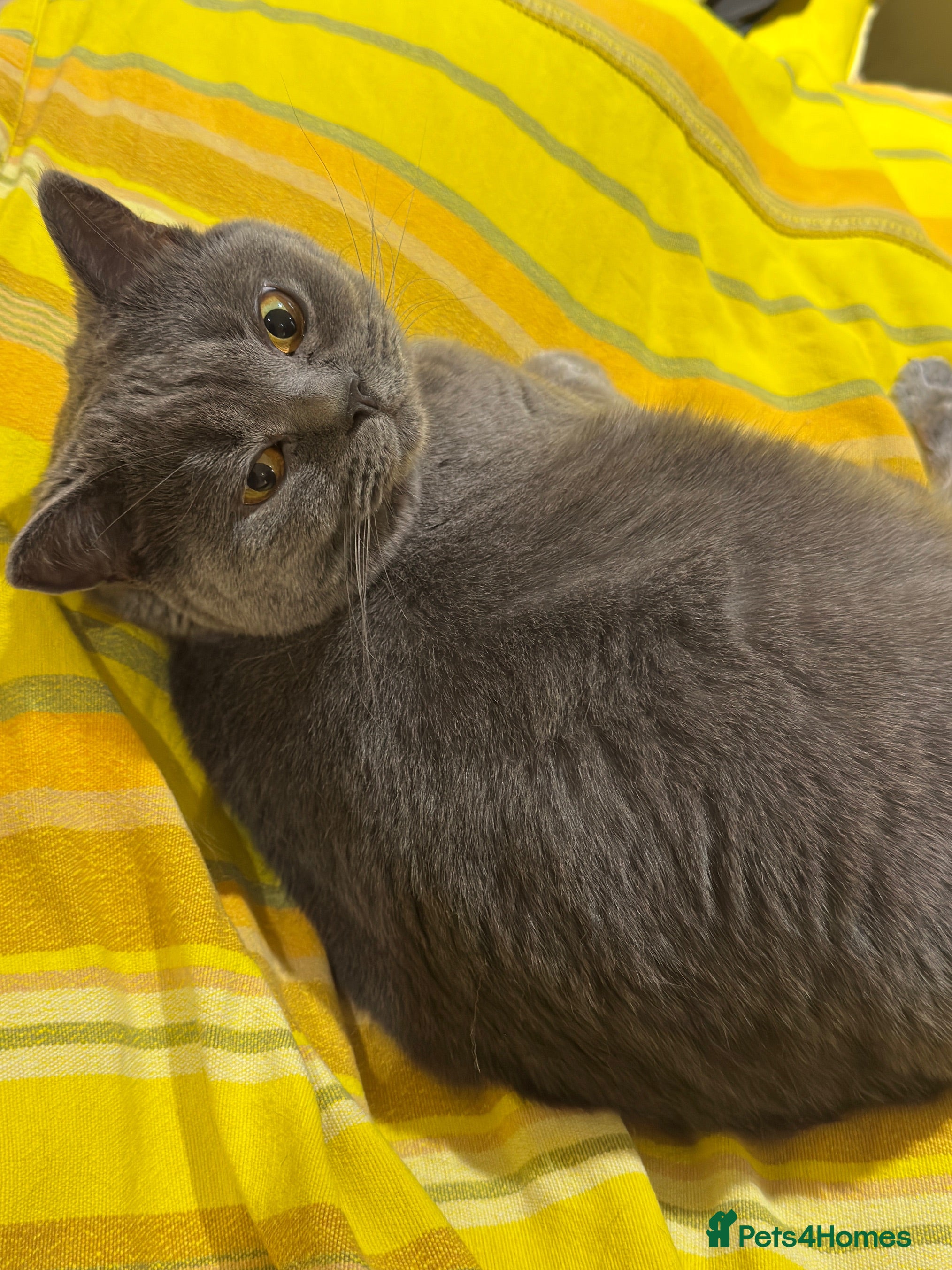 British Shorthair cats British Short hair Female to be rehoused - Advert 12