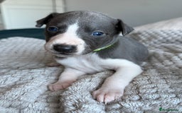 Whippet dogs for sale: 🏆KC Whippet Puppies - Gentle, Elegant & Loving🏆 - Image 6