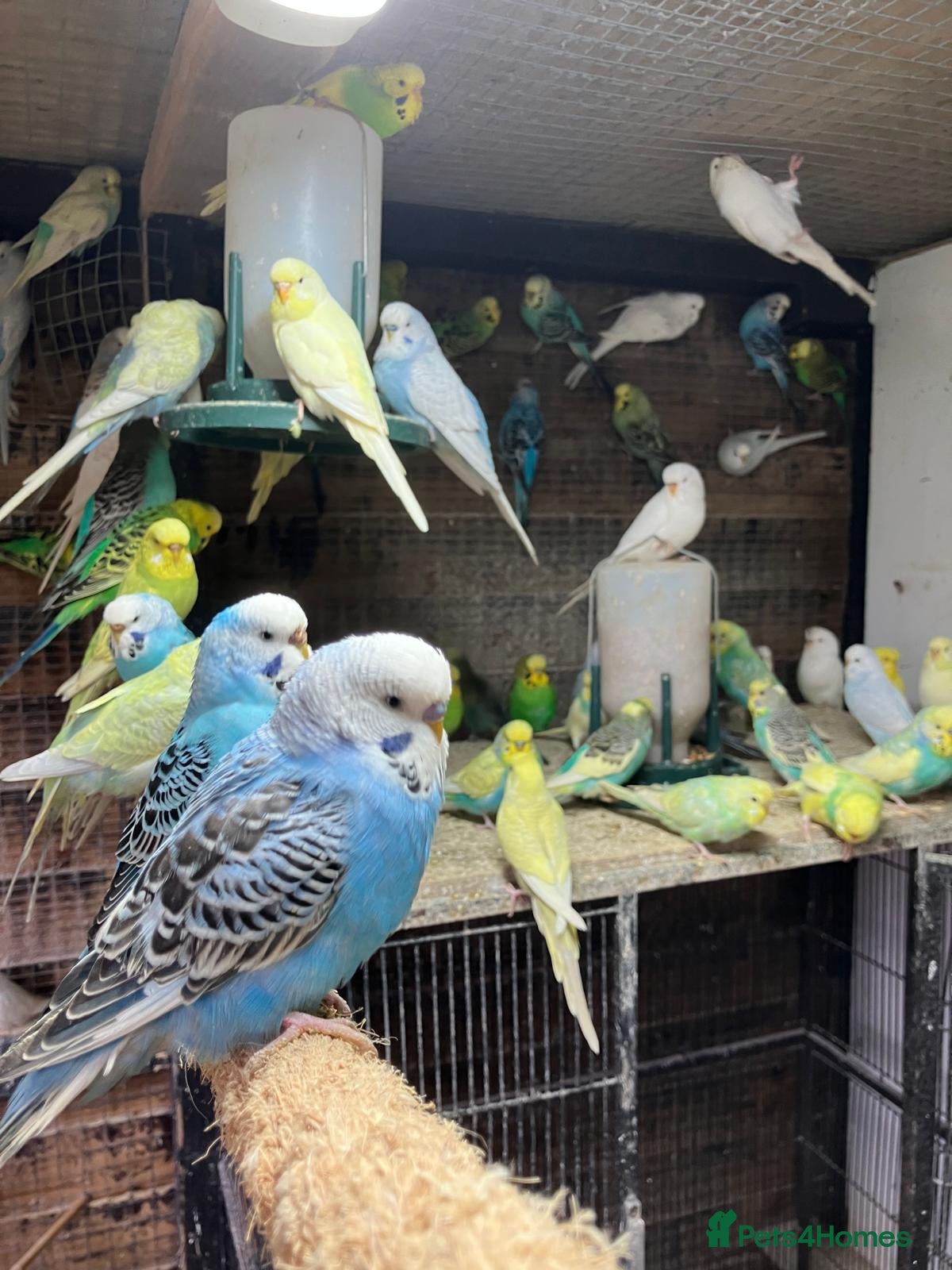 Budgerigars birds Budgies for sale Ipswich - Advert 1