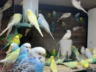 Budgerigars birds Budgies for sale Ipswich - Advert 1
