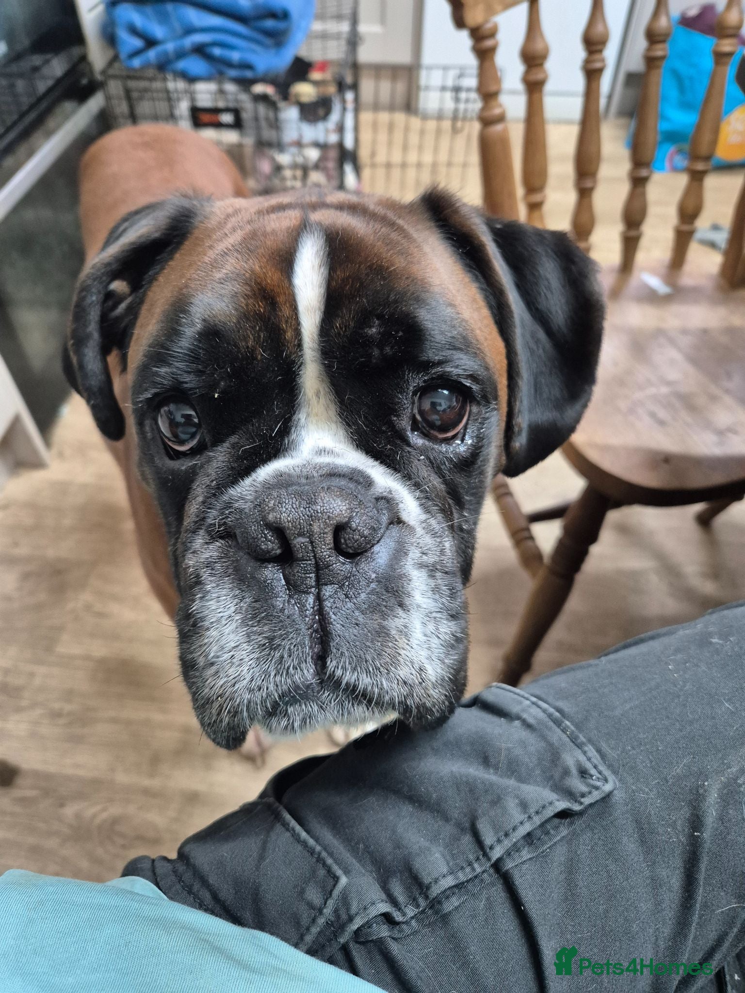 Boxer dogs Mr Biggs needs a new home  - Advert 5