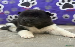 Akita dogs for sale: Beautiful KC Registered American Akita Puppies - Image 15