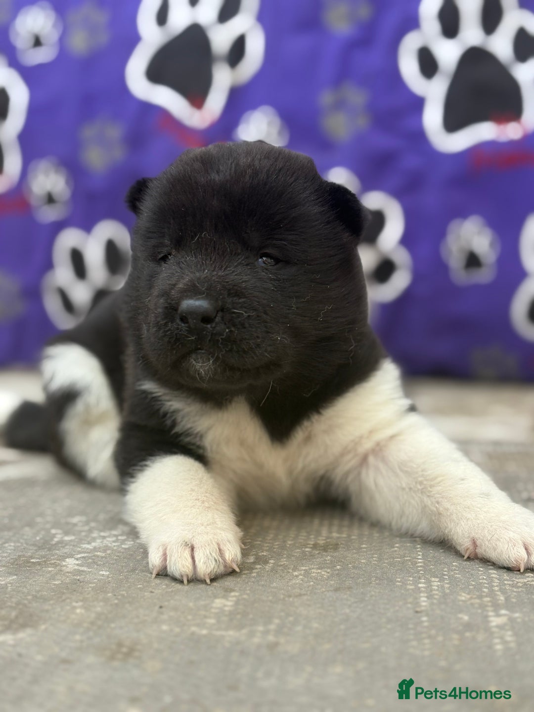 Akita dogs for sale: Beautiful KC Registered American Akita Puppies - Image 15