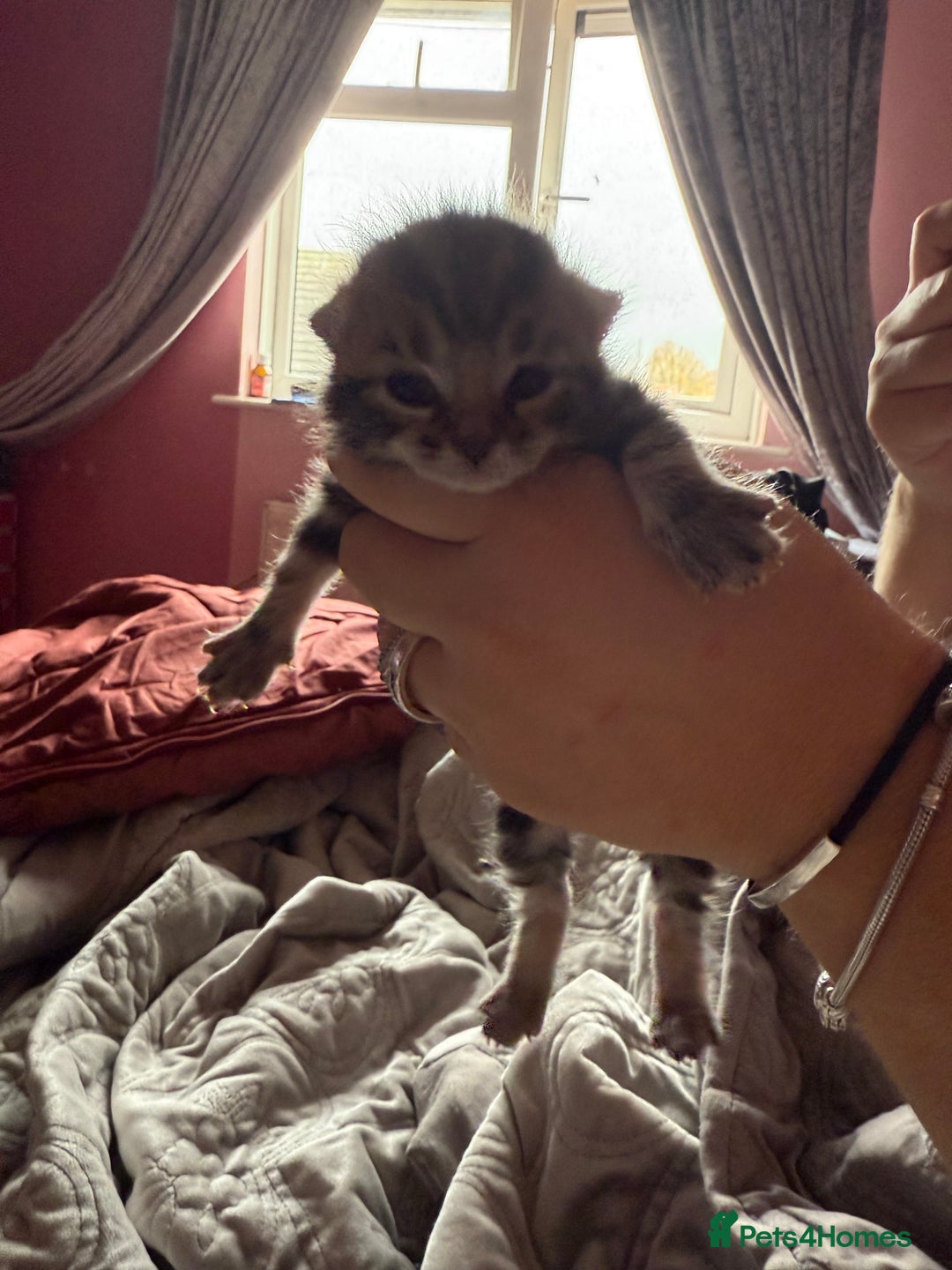 Mixed Breed cats for sale: Maine coon mix kittens - Advert 6