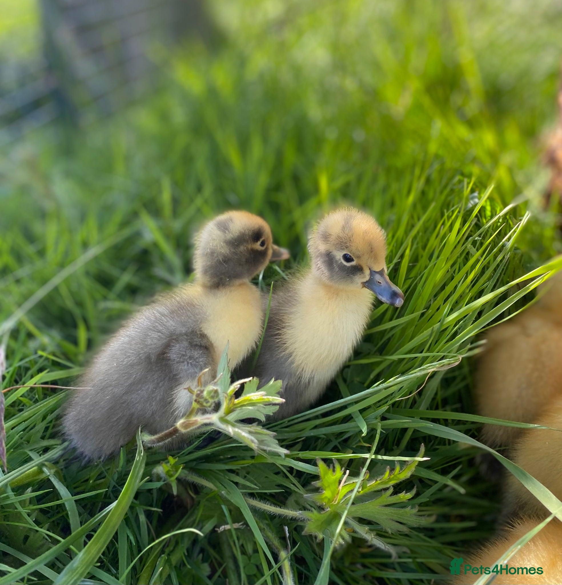 Ducks poultry Indian Runner Ducklings  - Advert 1