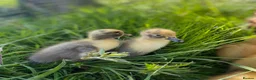 Ducks poultry for sale: Indian Runner Ducklings  - Advert 1