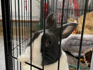 Dutch rabbits Male rabbit - Advert 16