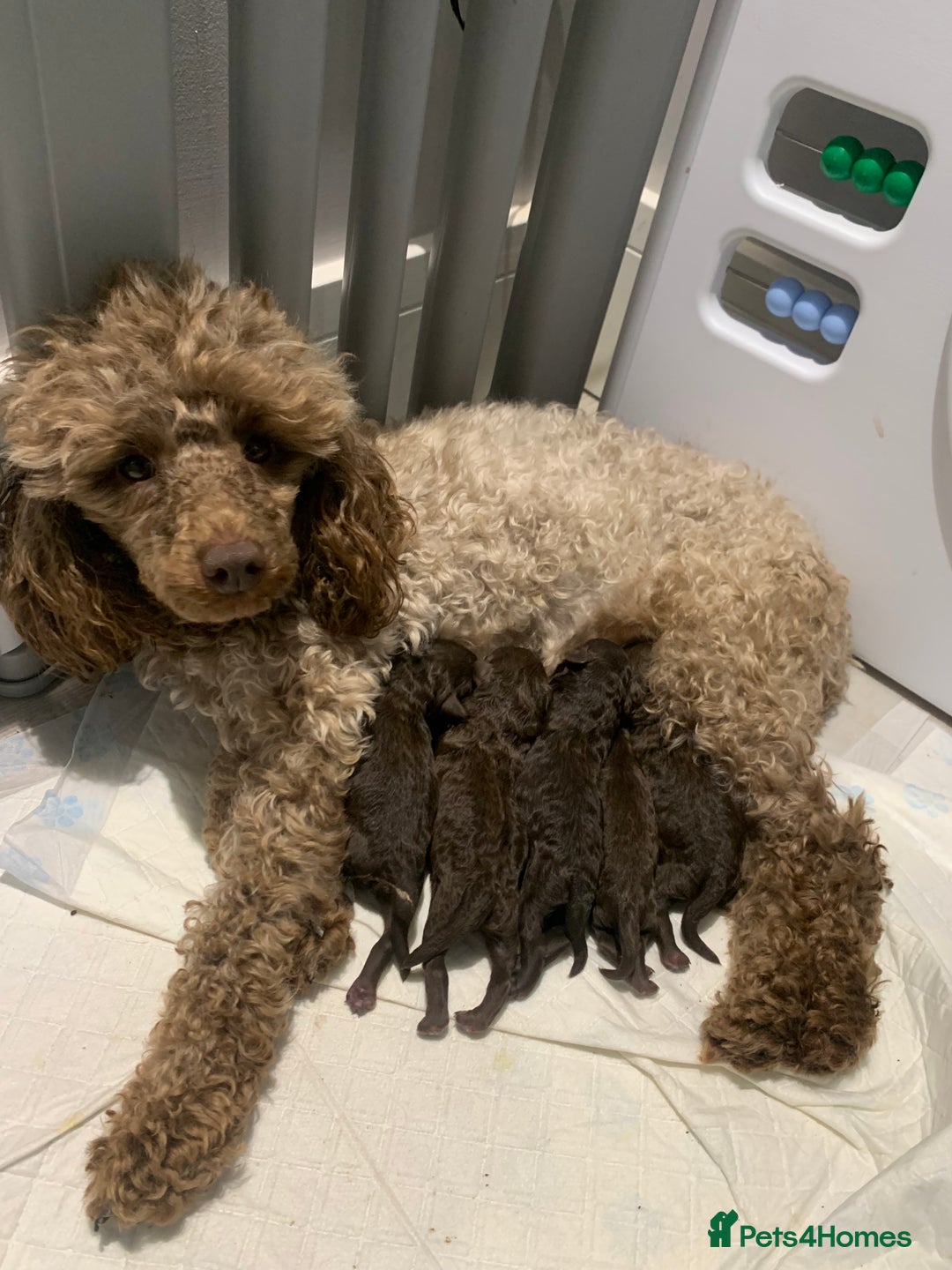 Toy Poodle dogs for sale: Chocolate toy poodles  - Image 5