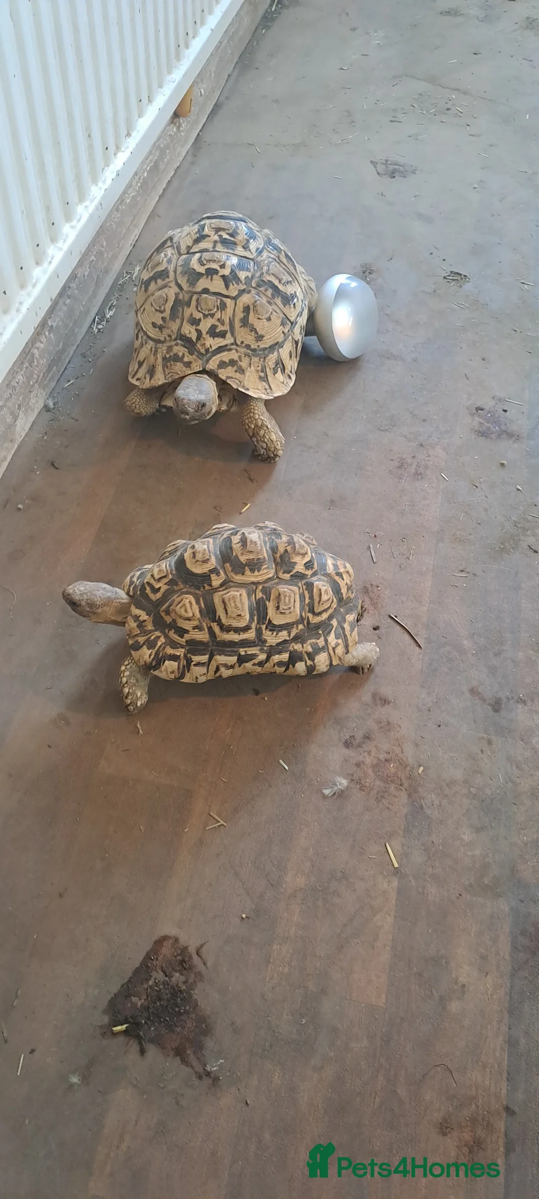 Tortoise reptiles for sale: Leopards Tortoise group  x 3 - Advert 2