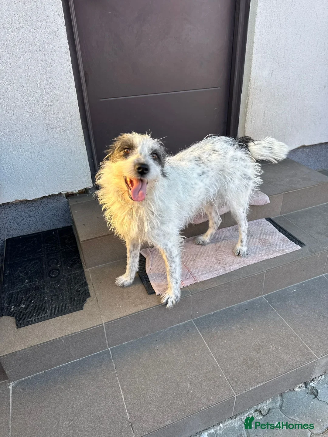 Mixed Breed dogs for adoption: 🐾MIRA🐾, a beautiful young girl for a Loving Home - Advert 39