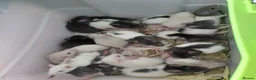 Rat rodents for sale: 2 white female dumbos mix of topeard and simise - Advert 14