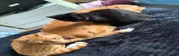 Mixed Breed cats for sale: Needs refining asap  - Advert 3