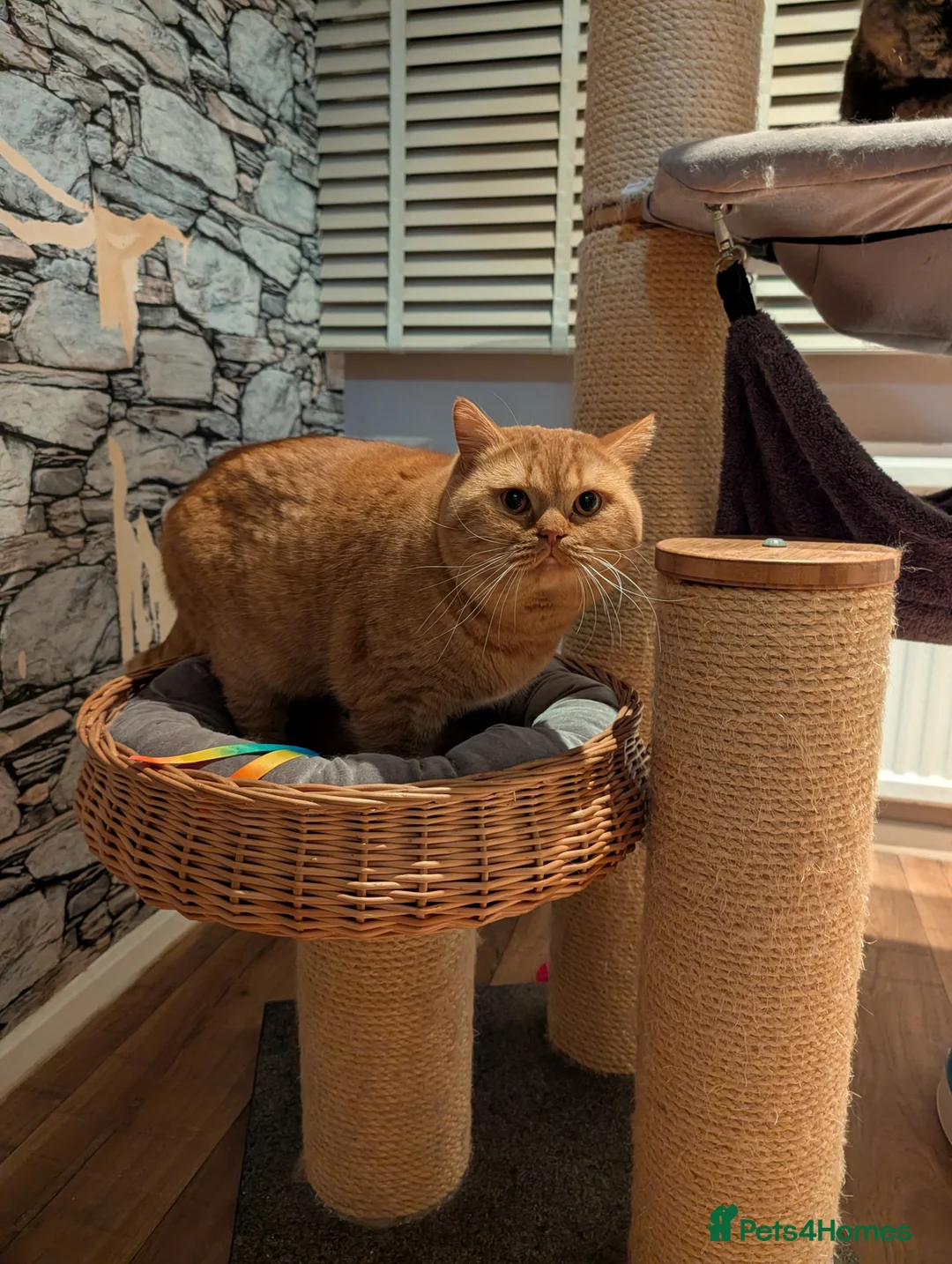 British Shorthair cats for stud: 🐯 European Import Champion Red BSH Boy ,BG-B😺 - Advert 4