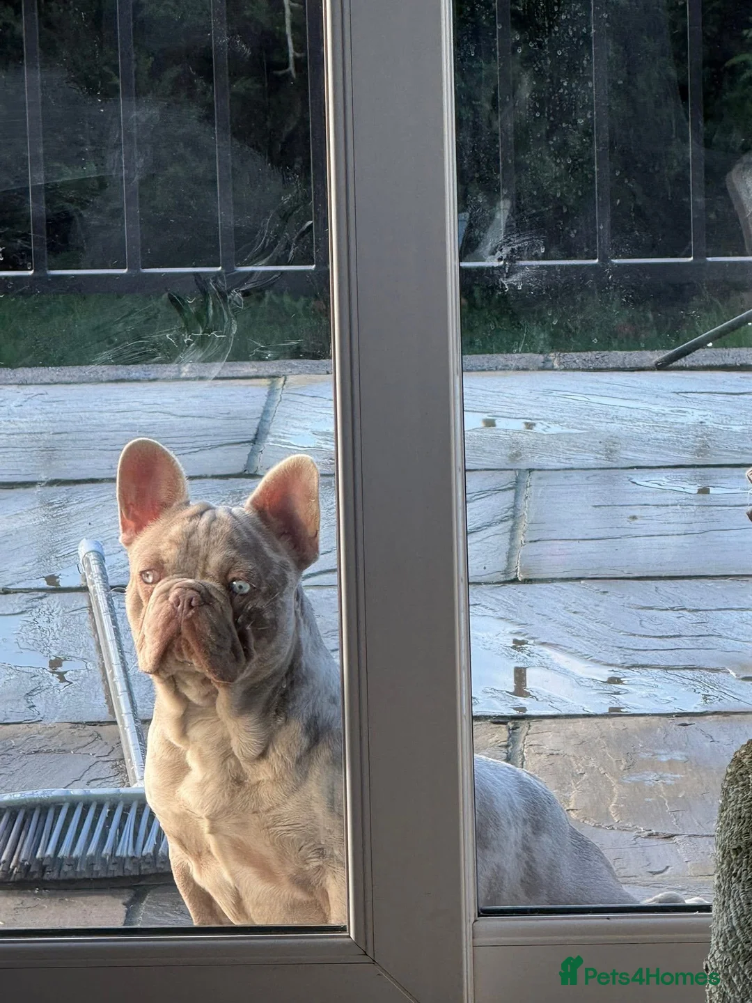 French Bulldog dogs for sale: Carlos in Battle - Advert 3