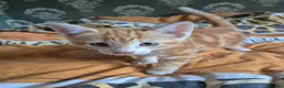 Domestic Shorthair cats for sale: Kittens ready for their forever home - Advert 5