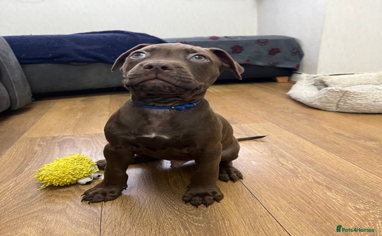 American Bull Staffy dogs Staffy Bull Puppies - Advert 1