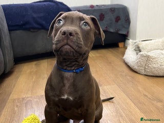 American Bull Staffy dogs Staffy Bull Puppies - Advert 2