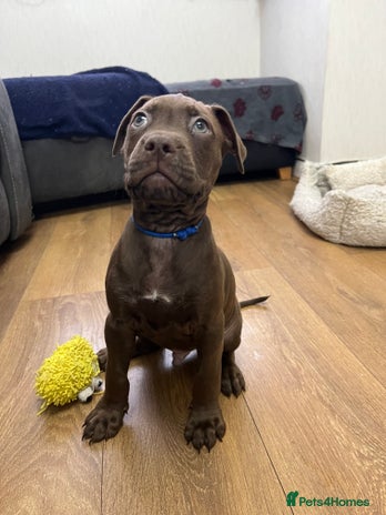 American Bull Staffy dogs Staffy Bull Puppies - Advert 1