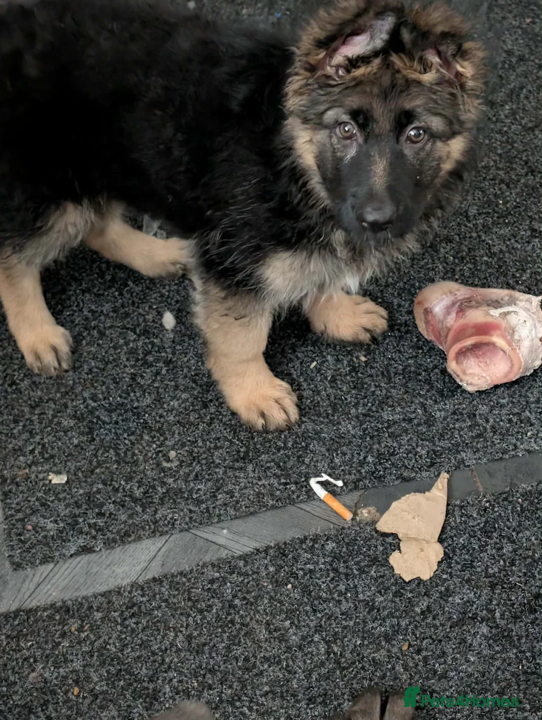 German Shepherd dogs for sale: 10 week old female German shepard puppy in Chester-le-Street - Advert 4