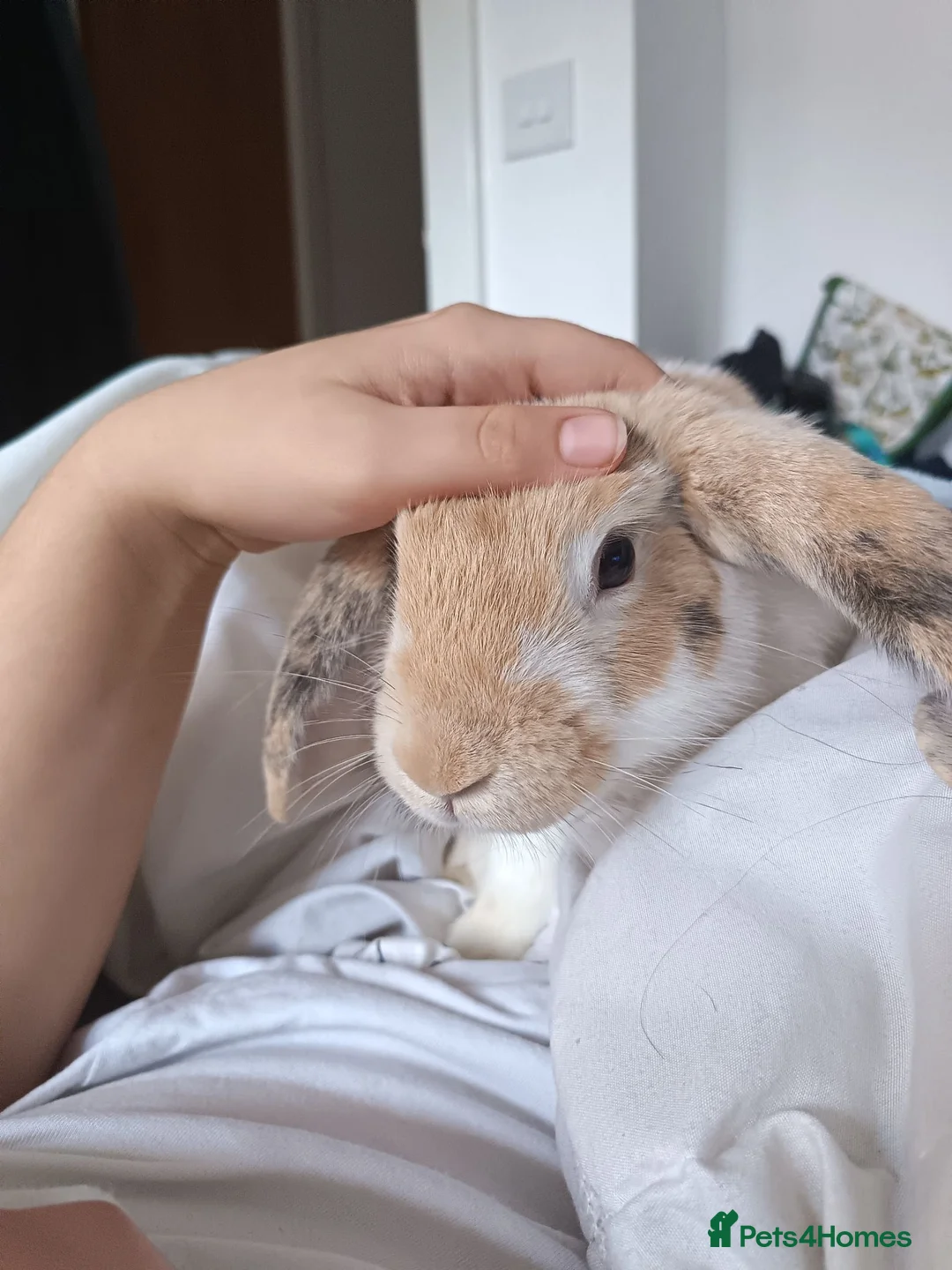 Mixed Breed rabbits for sale: Sweet, Free-Roam "Fella" Looking for Home 🏡  in Norwich - Advert 6