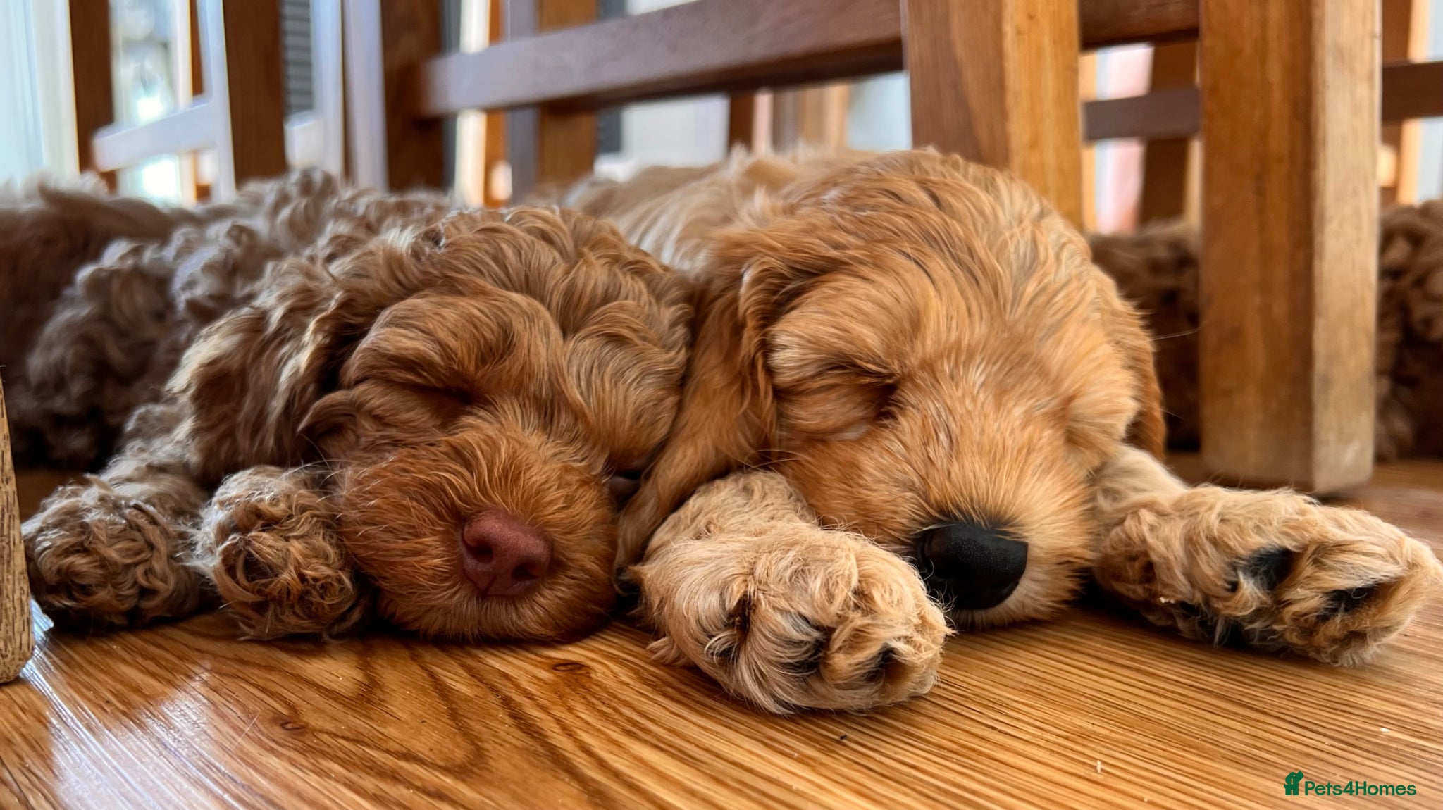 Australian Labradoodle dogs Last minute cancellation💙♥️Australian labradoodle - Advert 4