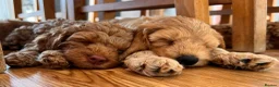 Australian Labradoodle dogs for sale: Last minute cancellation💙♥️Australian labradoodle - Advert 5