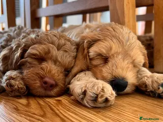 Australian Labradoodle dogs Last minute cancellation💙♥️Australian labradoodle - Advert 4