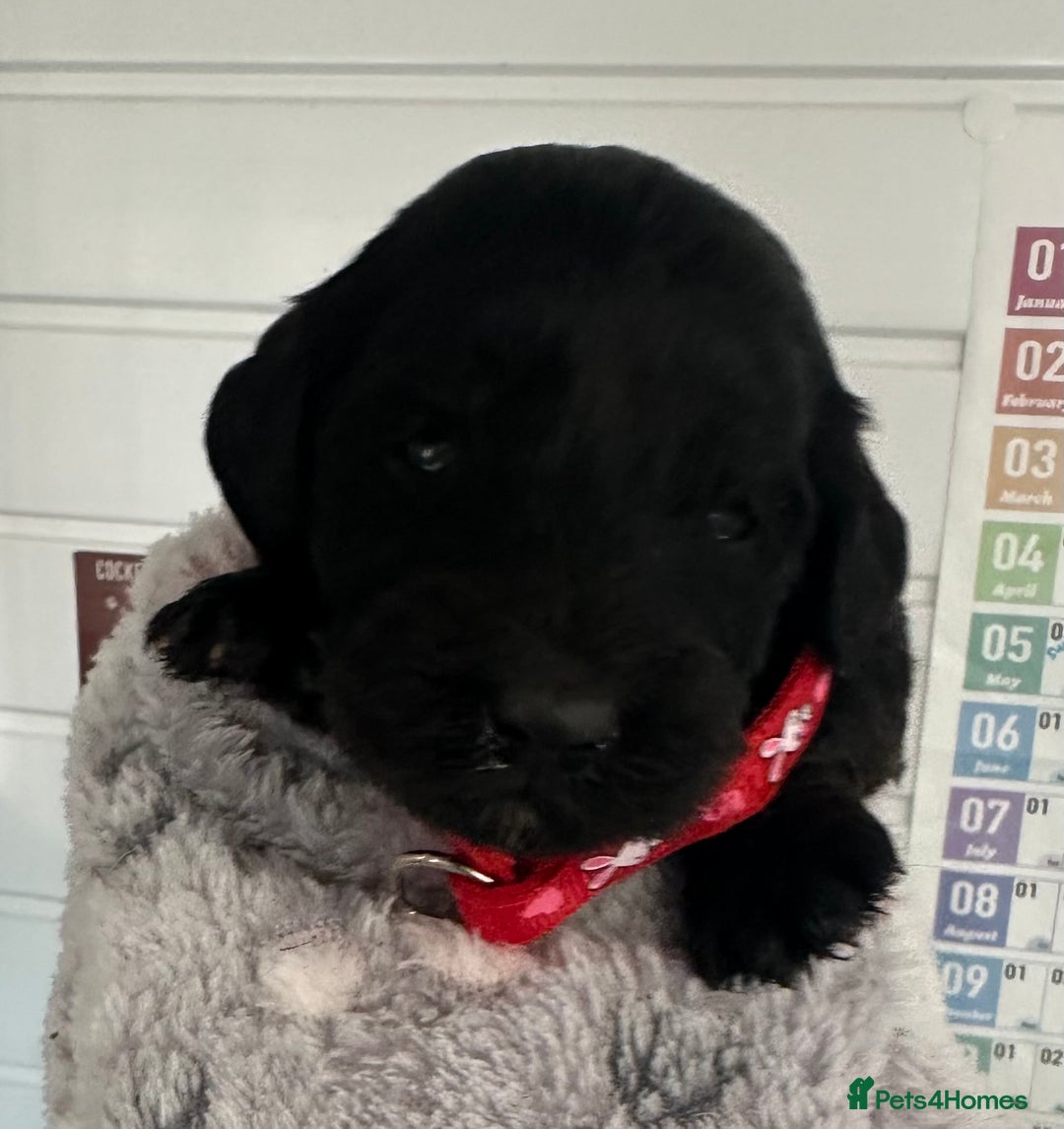 Cockapoo dogs for sale: Stunning cockapoo ready 21 December  - Advert 9