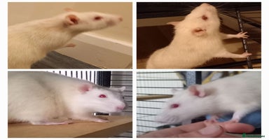 Rat rodents - Advert 13