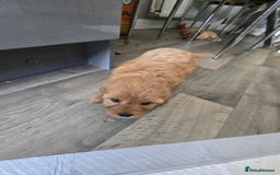 Cavapoo dogs for sale: REDUCED AMAZING F1 cavapoo puppies  - Image 7