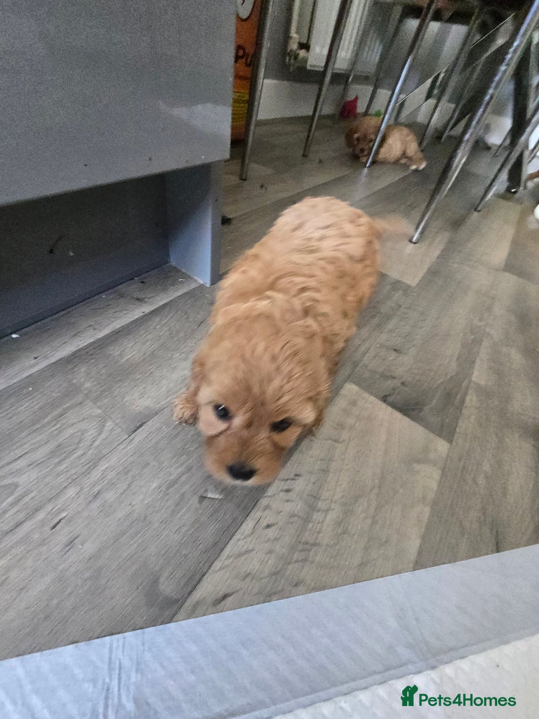 Cavapoo dogs for sale: REDUCED AMAZING F1 cavapoo puppies  - Image 7