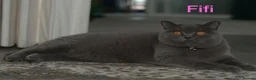British Shorthair cats for sale: British Shorthair Cats Looking for a Loving Home in London - Advert 3