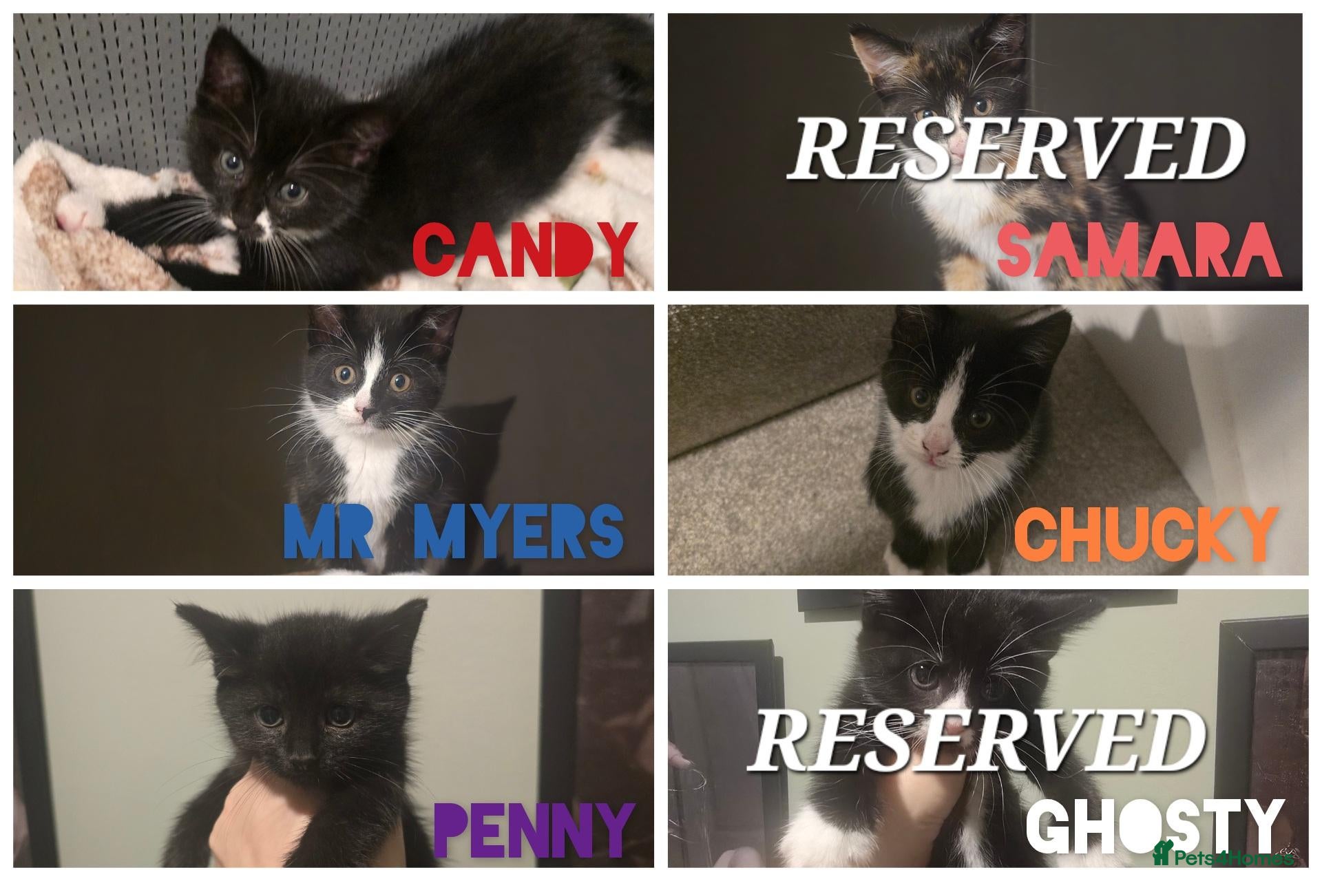 Mixed Breed cats *2 BOYS 1 GIRL*  Tuxedo's looking for homes 🏡  - Advert 10