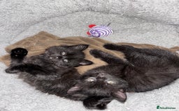 Mixed Breed cats for sale: 4 lovely black kittens waiting for their new homes - Image 3