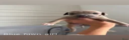 Italian Greyhound dogs for sale: KC Registered Italian Greyhound Puppies  in Carlisle - Advert 22