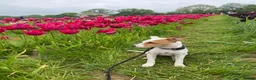 Jack Russell dogs for sale: Jack Russell girl puppy 5 months  in London - Advert 2
