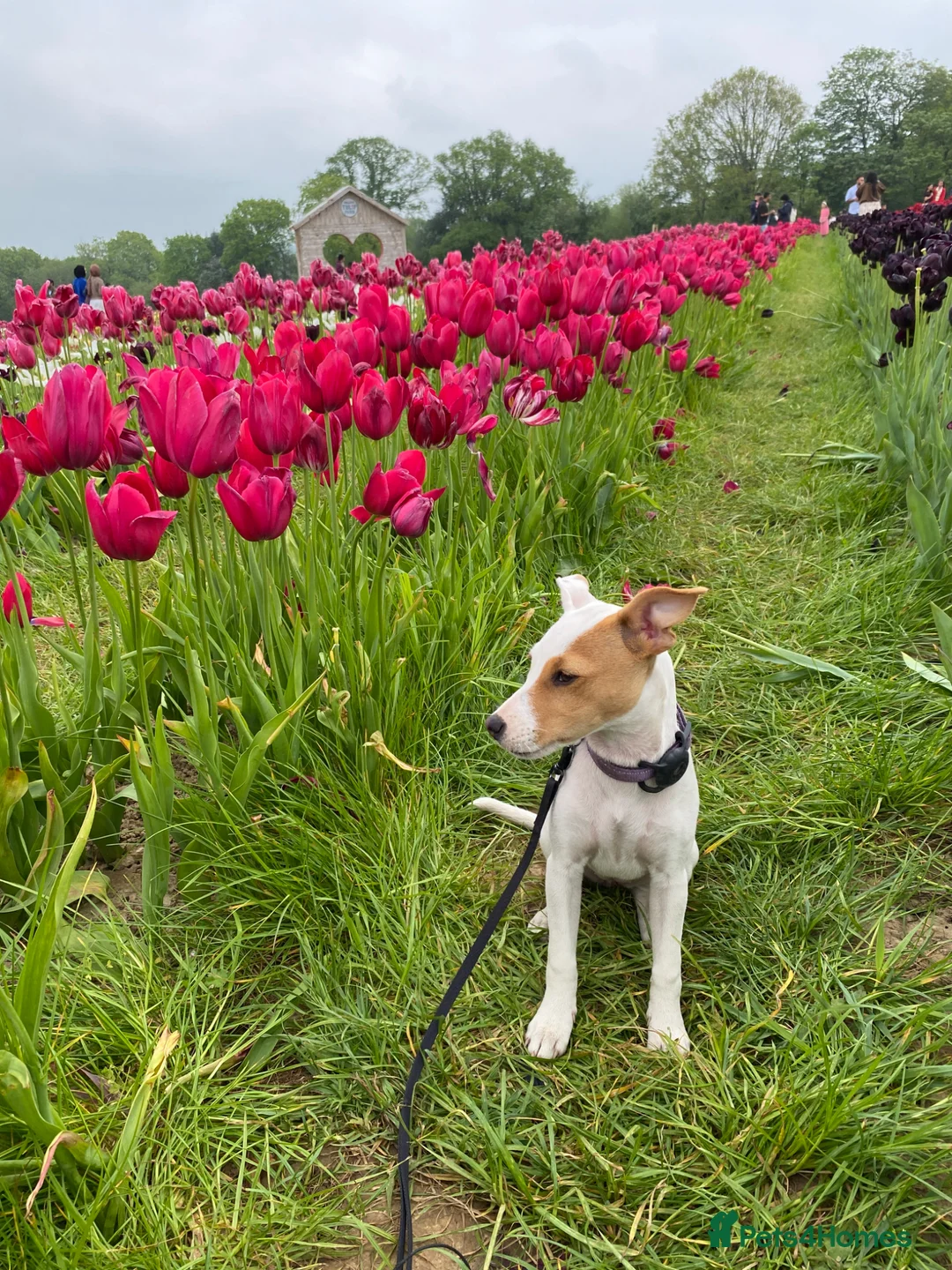 Jack Russell dogs for sale: Jack Russell girl puppy 5 months  in London - Advert 2