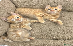 Mixed Breed cats for sale: BEAUTIFUL KITTENS  - Image 11
